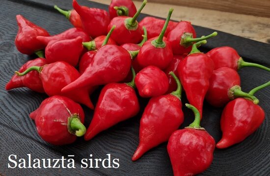 Salauztā sirds (5*) (asā pipara stāds podiņā)